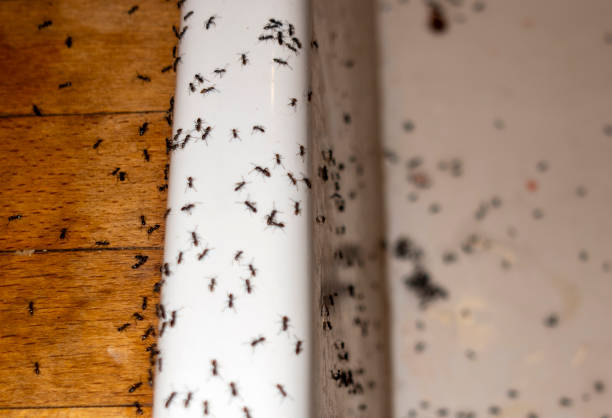 Best Flea Control Services  in Lead, SD