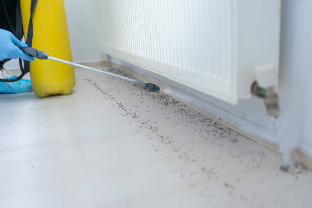 Flea Control Services in Lead, SD